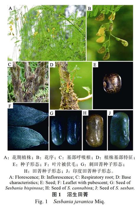 沼生田菁|植物志库